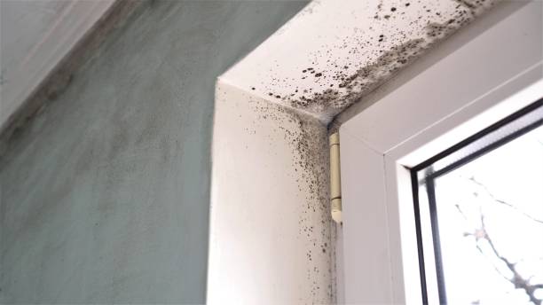 Best Attic Mold Removal  in Ragland, AL
